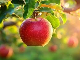 Apple Red Delicious